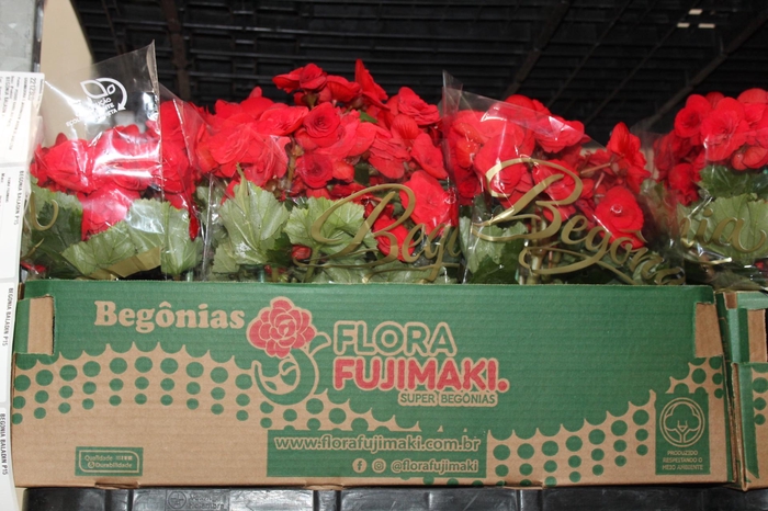 <h4>BEGONIA BORIAS P15</h4>