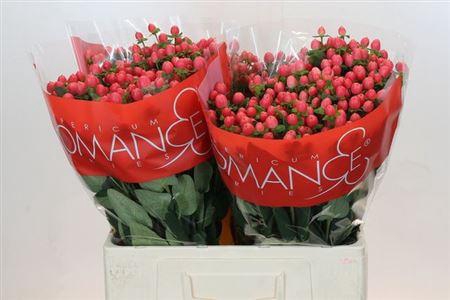 <h4>HYP SWEET ROMANCE*</h4>