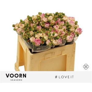 R Tr Love It Voorn Seasons