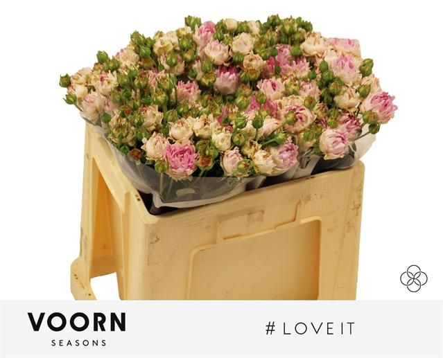 <h4>R Tr Love It Voorn Seasons</h4>