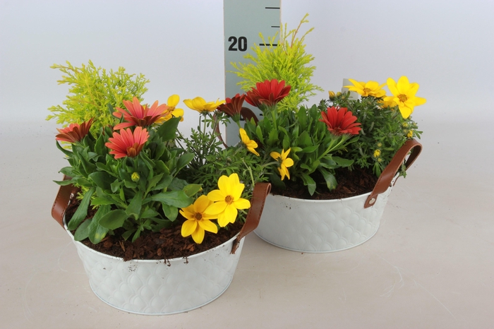 <h4>ARR TUINPLANTEN</h4>