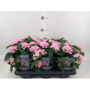 Pentas lanceolata 'Starclust Rose'