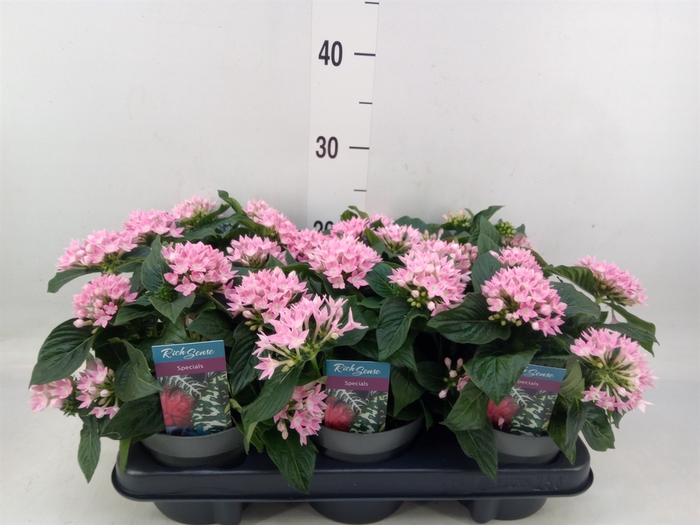 <h4>Pentas lanceolata 'Starclust Rose'</h4>