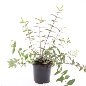 Hypericum x moserianum Tricolor