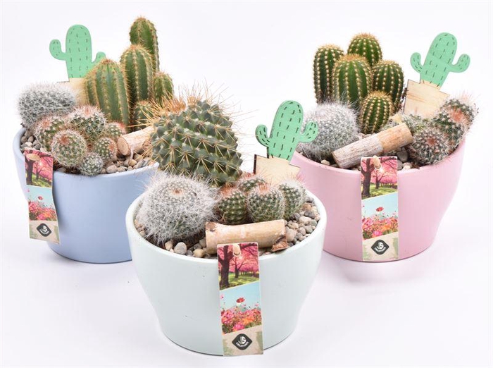 <h4>Keramiek schaal kl.mix 15cm</h4>