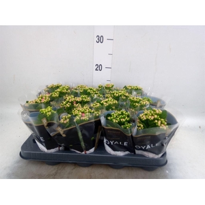 Kalanchoe blos. 'RosDon Nando'
