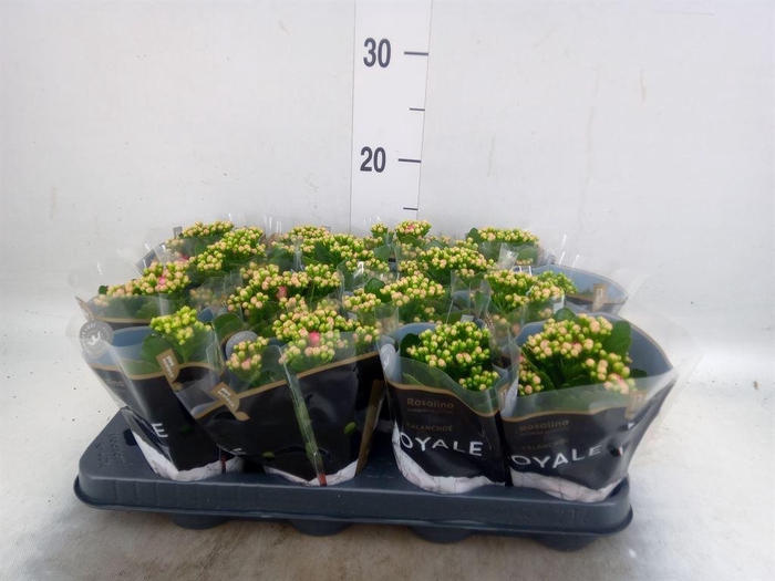 <h4>Kalanchoe blos. 'RosDon Nando'</h4>