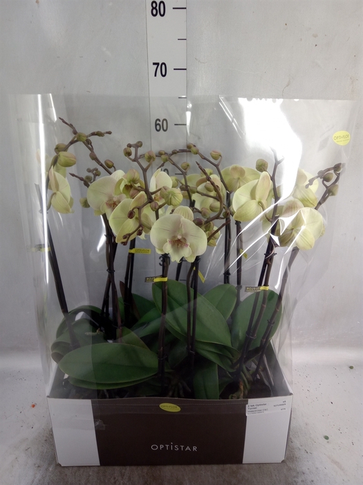 <h4>Phalaenopsis   ...yellow</h4>