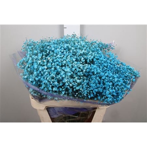 Gyps Overtime Light Turquoise