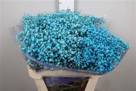 <h4>Gyps Overtime Light Turquoise</h4>