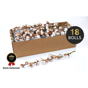 Dried Cotton Gossypium Premium