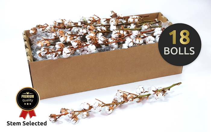 <h4>Dried Cotton Gossypium Premium</h4>