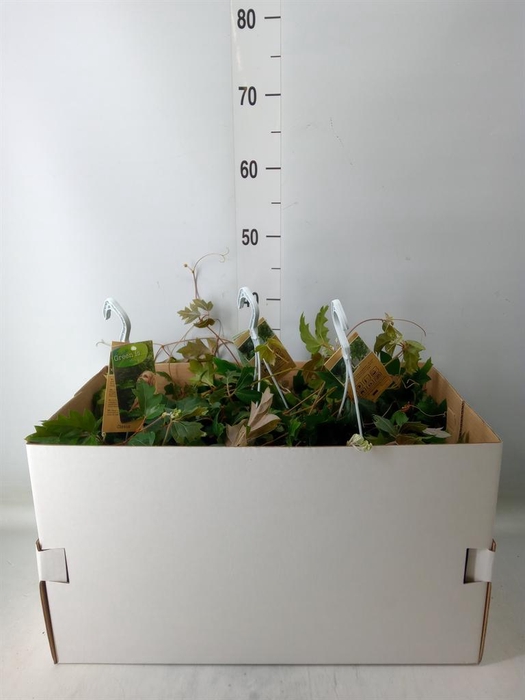 <h4>Cissus rhombifolia 'Ellen Danica'</h4>