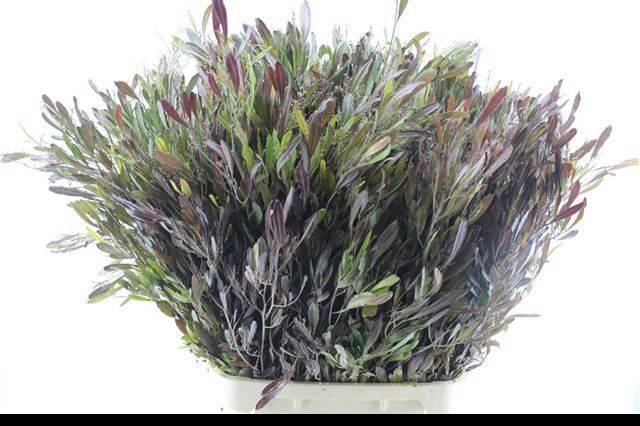 <h4>DODONAEA VISCOSA OV</h4>