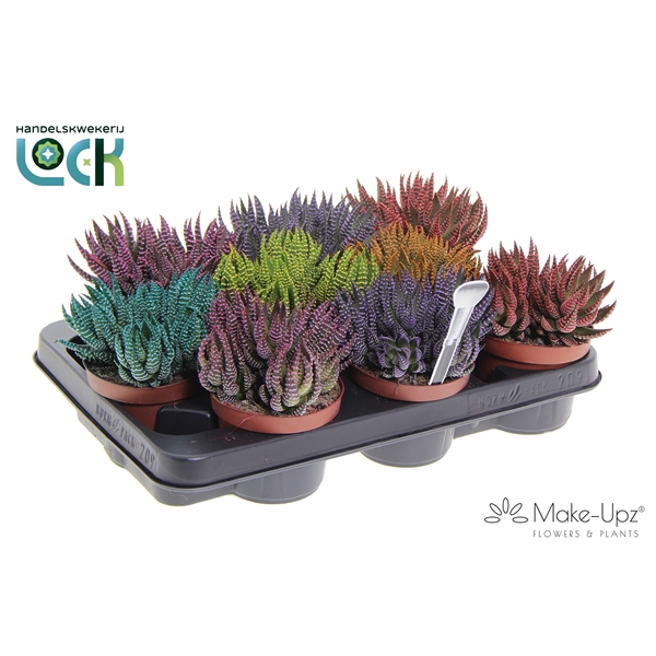 <h4>Haworthia Zebrina Make Upz mix</h4>