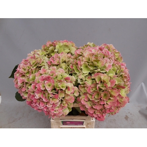 Hydrangea Monika CL