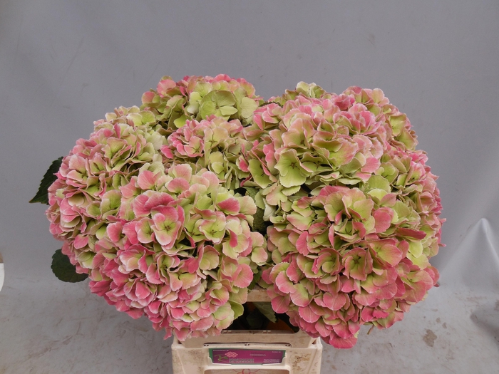 <h4>Hydrangea Monika CL</h4>