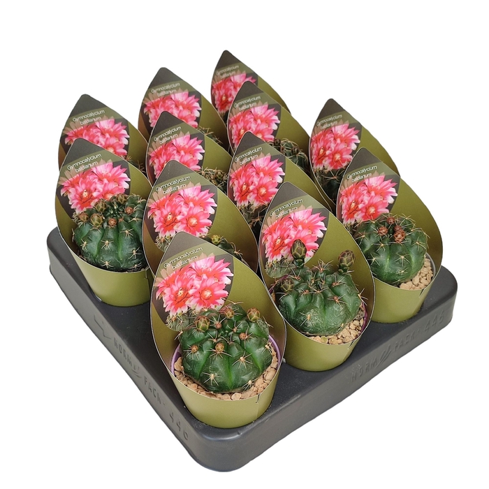 <h4>Gymno Jap Baldianum Potcover</h4>