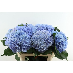 Hydr M Royal Sympho Blue 80-22