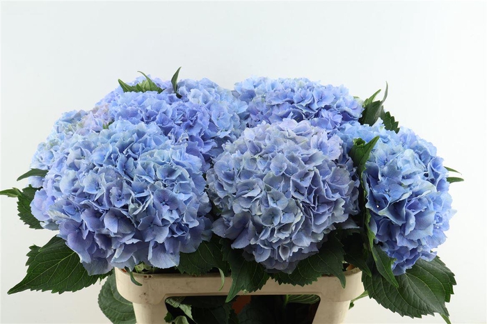 <h4>Hydr M Roy Sympho Blue 80-22</h4>