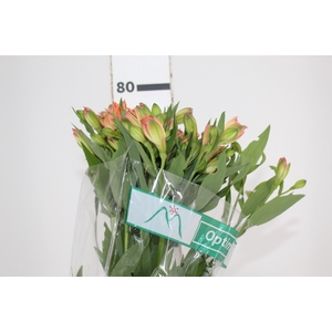 ALSTROEMERIA OPTIMA 080 CM