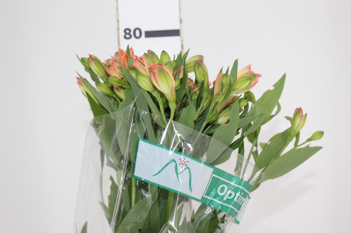 <h4>ALSTROEMERIA OPTIMA 080 CM</h4>