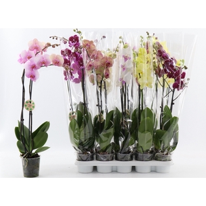 PHAL GEM 8 KL