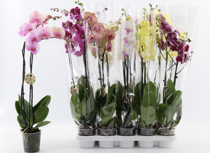 <h4>PHAL GEM 8 KL</h4>