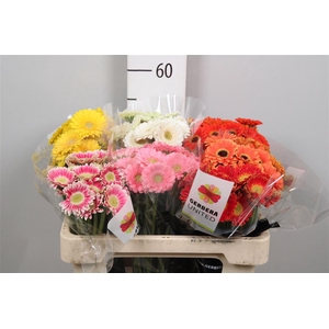 Ge Na Picco Gem Fust