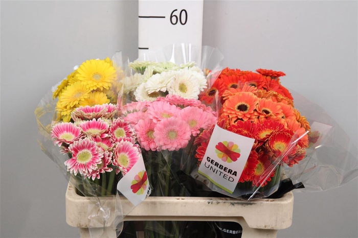 <h4>Ge Na Picco Gem Fust</h4>