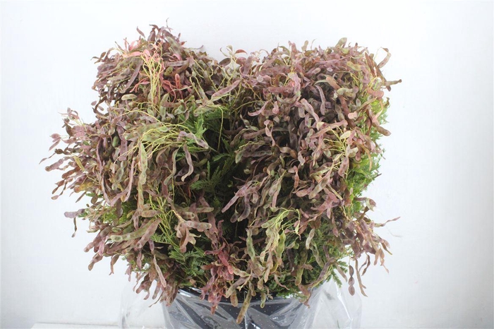 <h4>Acacia baileyana bloeiend per bos 'Purpurea'Dealbata Grp</h4>