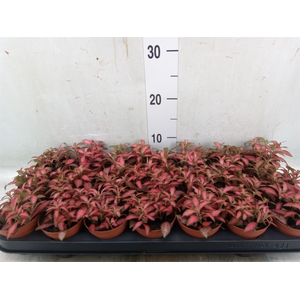 Fittonia verschaf. 'Forest Flame'