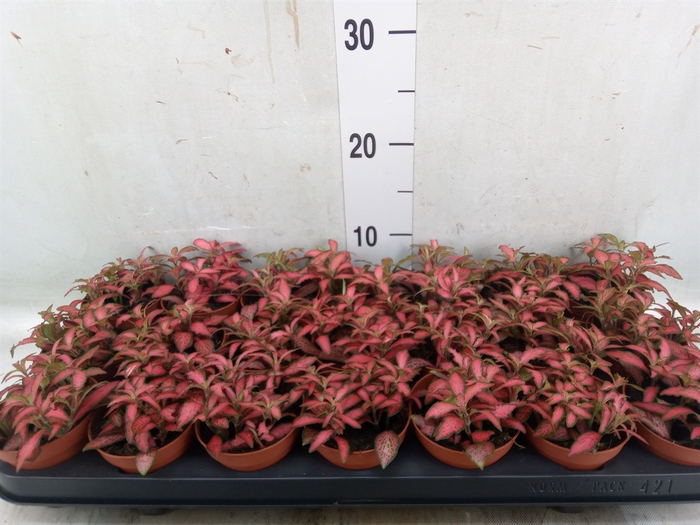 <h4>Fittonia verschaf. 'Forest Flame'</h4>