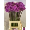 Allium Purper Sensation
