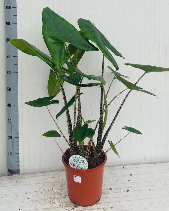 <h4>ALOC ZEBRINA</h4>