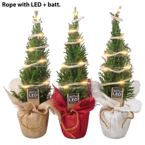 PTK25131 Ellwoodii in jute mix met LED