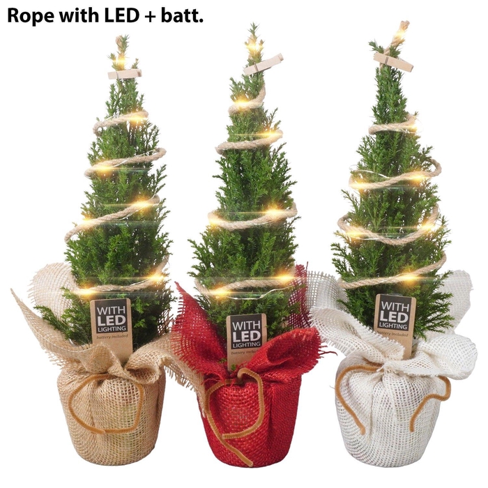 <h4>PTK25131 Ellwoodii in jute mix met LED</h4>