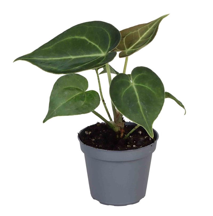 <h4>ANTHURIUM CLARINERVIUM P6</h4>