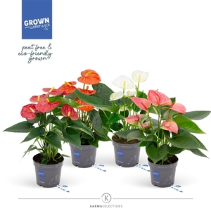 Anthurium - Karma Special Mix