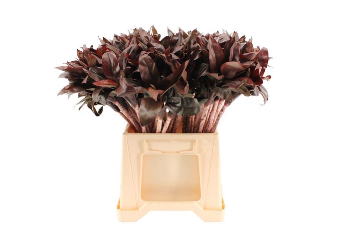 <h4>Drac. Compacta Purple 42cm</h4>