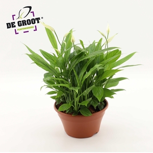 Spathiphyllum in kunststof schaal