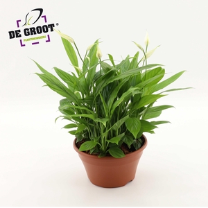 Spathiphyllum in kunststof schaal