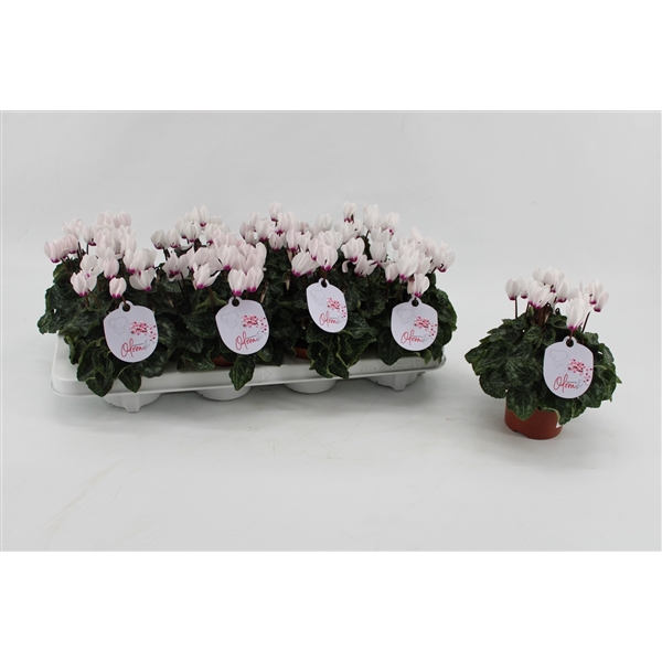 <h4>Cyclaam Odora White with Eye</h4>