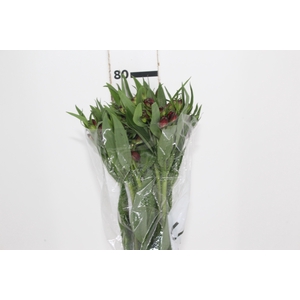 ALSTROEMERIA NATALYA 080 CM