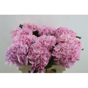 Hydr. M Force Pink 60-18