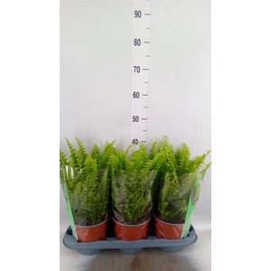 Nephrolepis exal. 'Green Moment'
