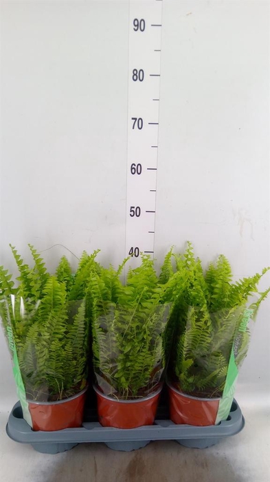 <h4>Nephrolepis exal. 'Green Moment'</h4>