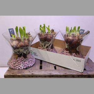 Arr Tete A Tete In Glazen Vaas