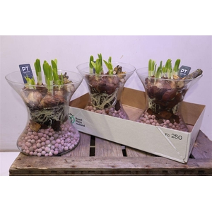 arr8 Arr Tete A Tete In Glazen Vaas