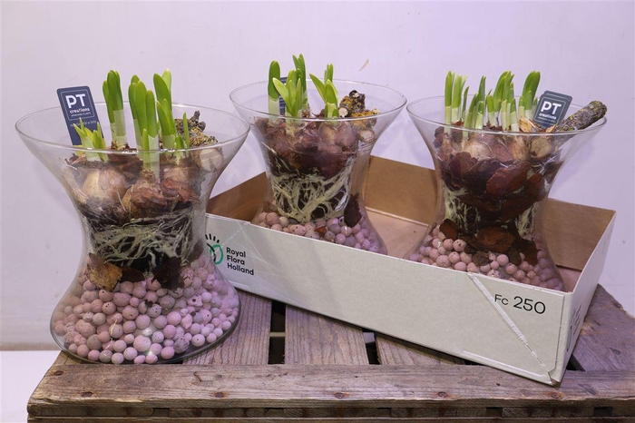 <h4>arr8 Arr Tete A Tete In Glazen Vaas</h4>